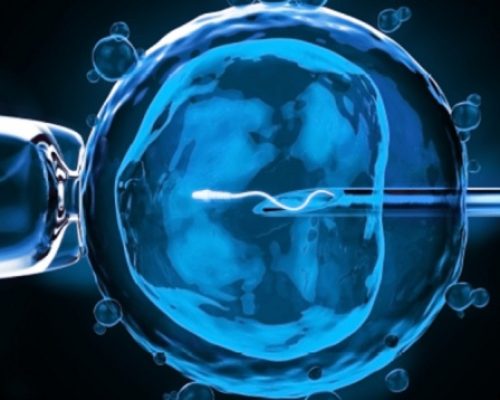 fertilização-in-vitro2